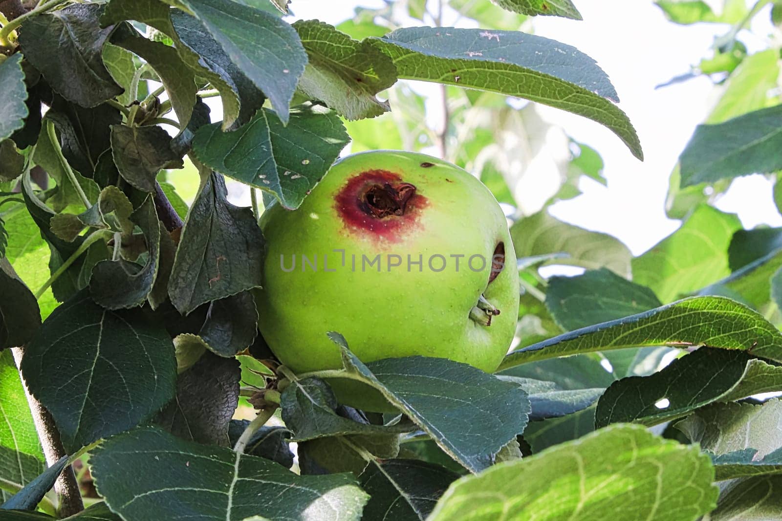 A hole in a apple caused by a codling moth.