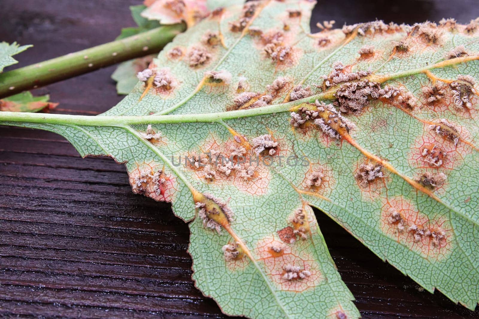 The underside of leaves infected with juniper hawthorn rust.