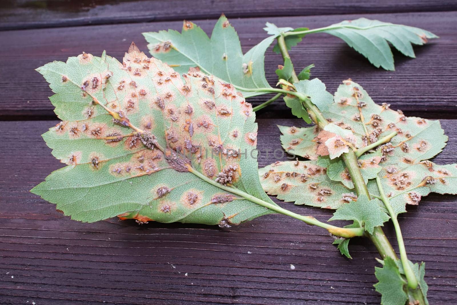 The underside of leaves infected with juniper hawthorn rust.