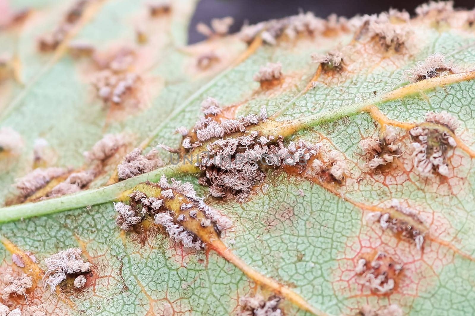 Closeup of bristles - fungal fruiting structures under a leaf.