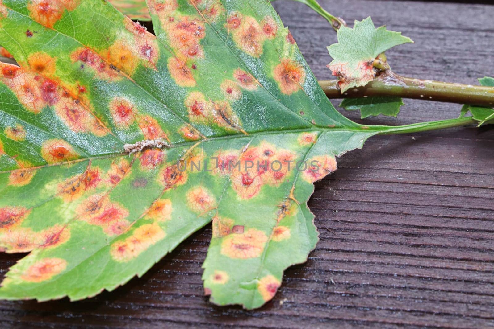 The front view of a leaf infected with juniper hawthron disease.