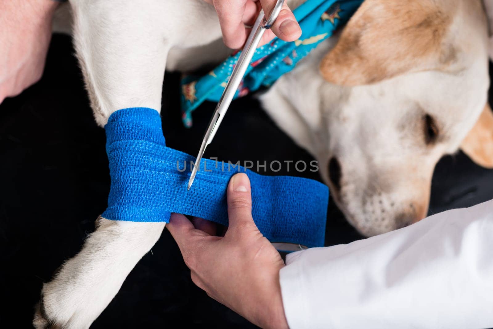 Elevated view of dog getting bandage after injury on his leg