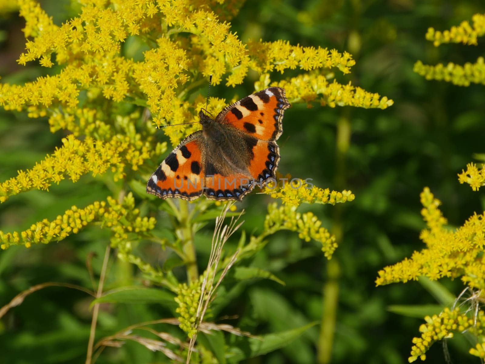 Butterfly urticaria sitting on  flowers in summer day, close up