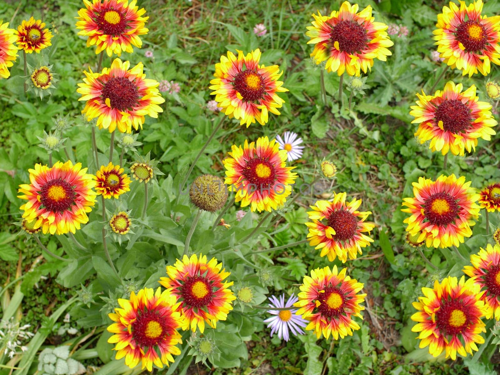 beautiful vibrant flowers gaillardia, Wildflowers