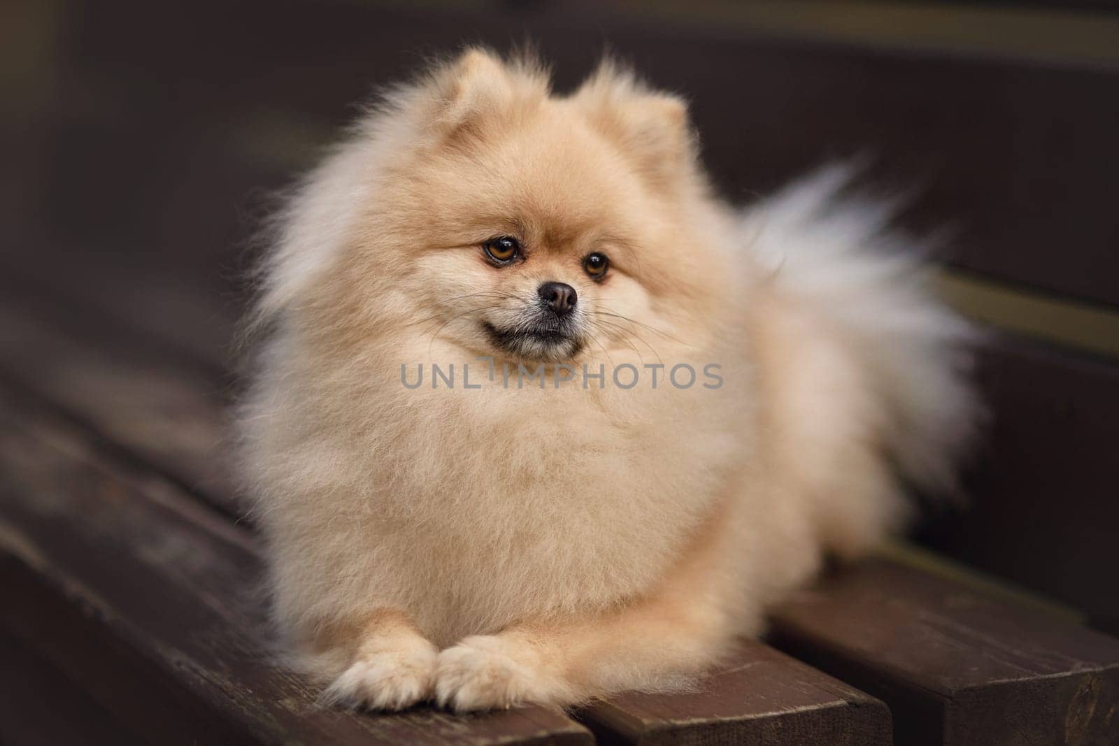 Cream Spitz breed dog lying on a bench in a park