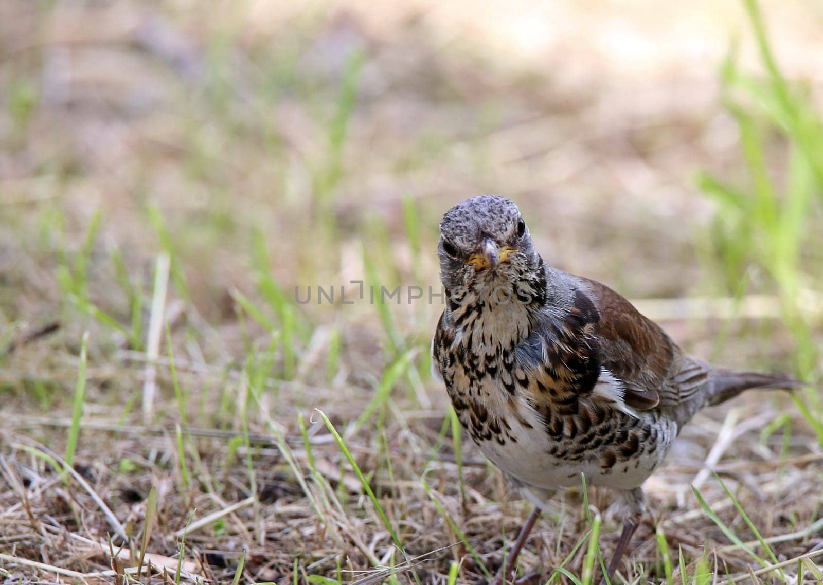 Telephoto juniper thrush Turdus pilaris from the front