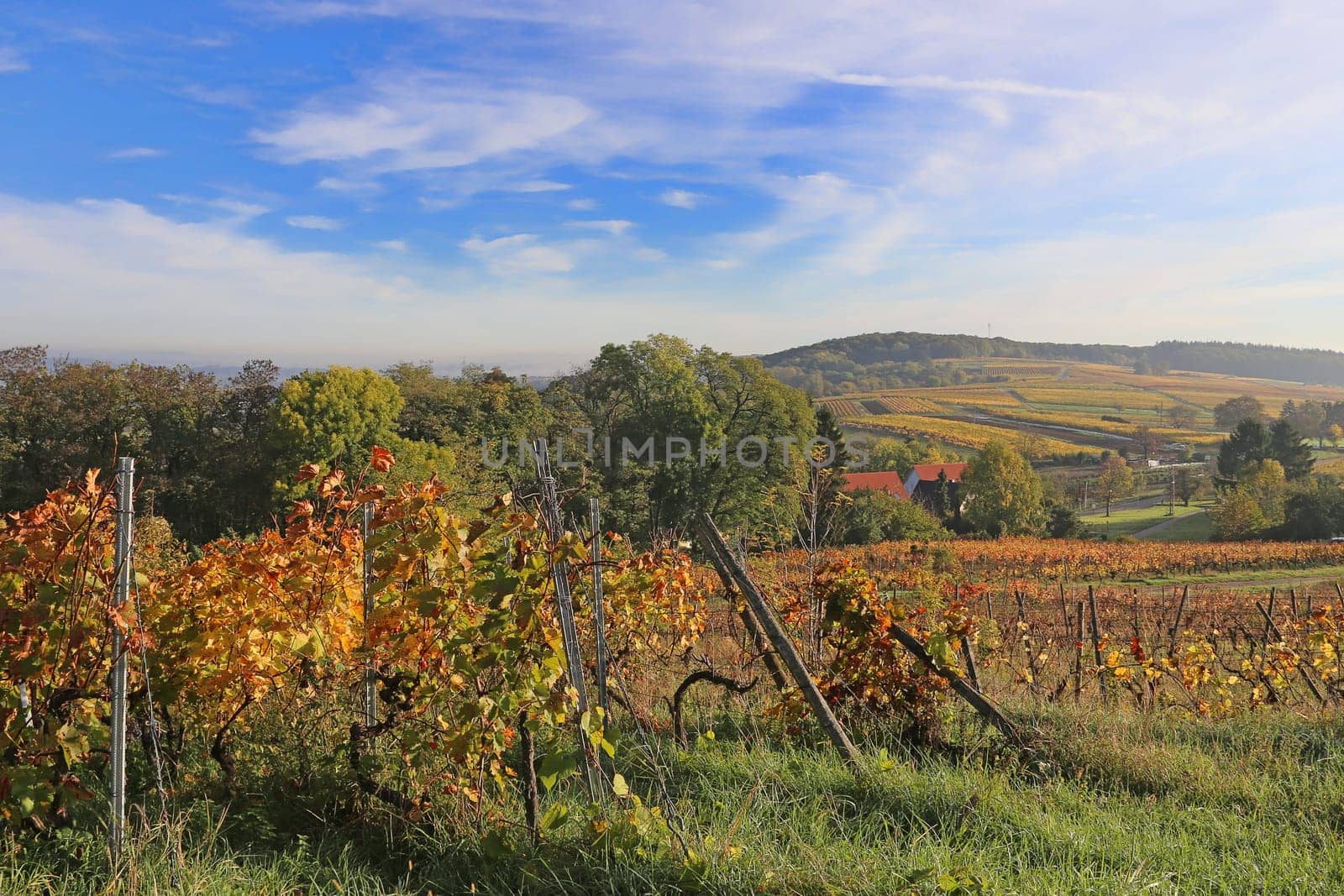 On Letzenberg near Malschenberg