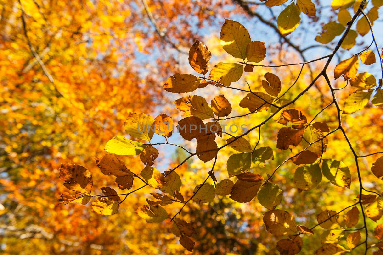 Looking through branches with colorful autumn leaves on treetops in the blurry background against blue sky.