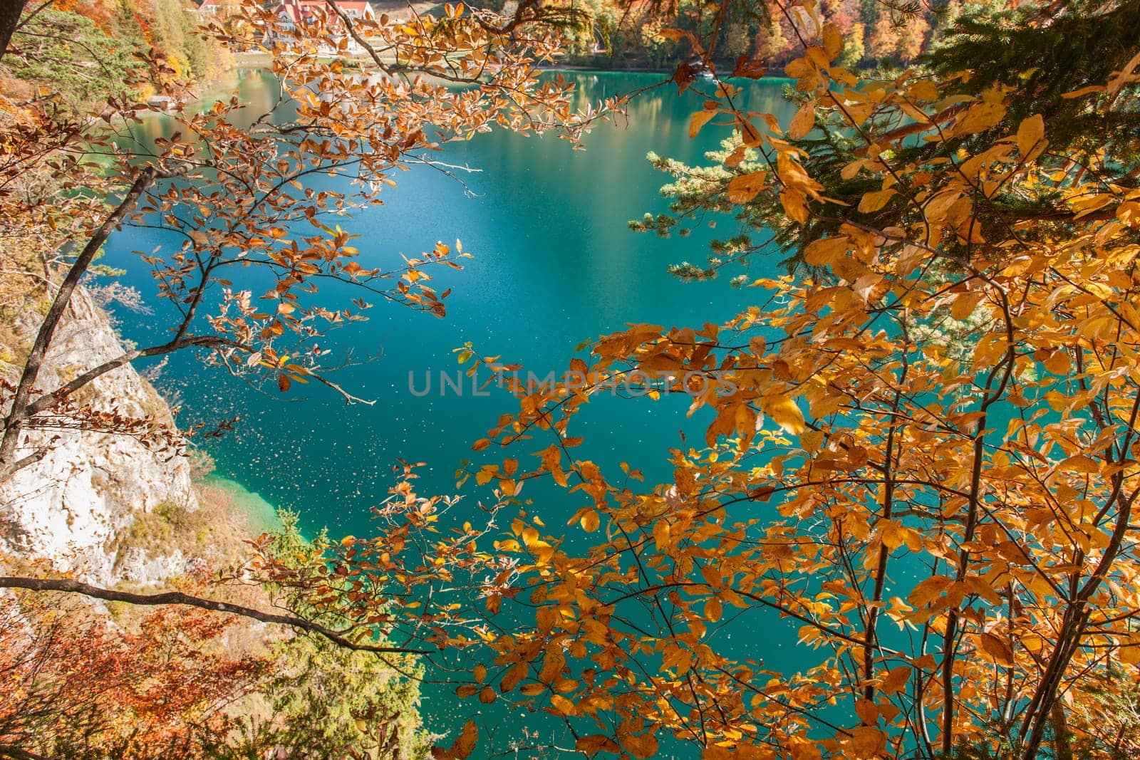 View on the Alpsee in Bavaria near the city Füssen with colorful autumn leaves in the foreground in autumnal sunshine.