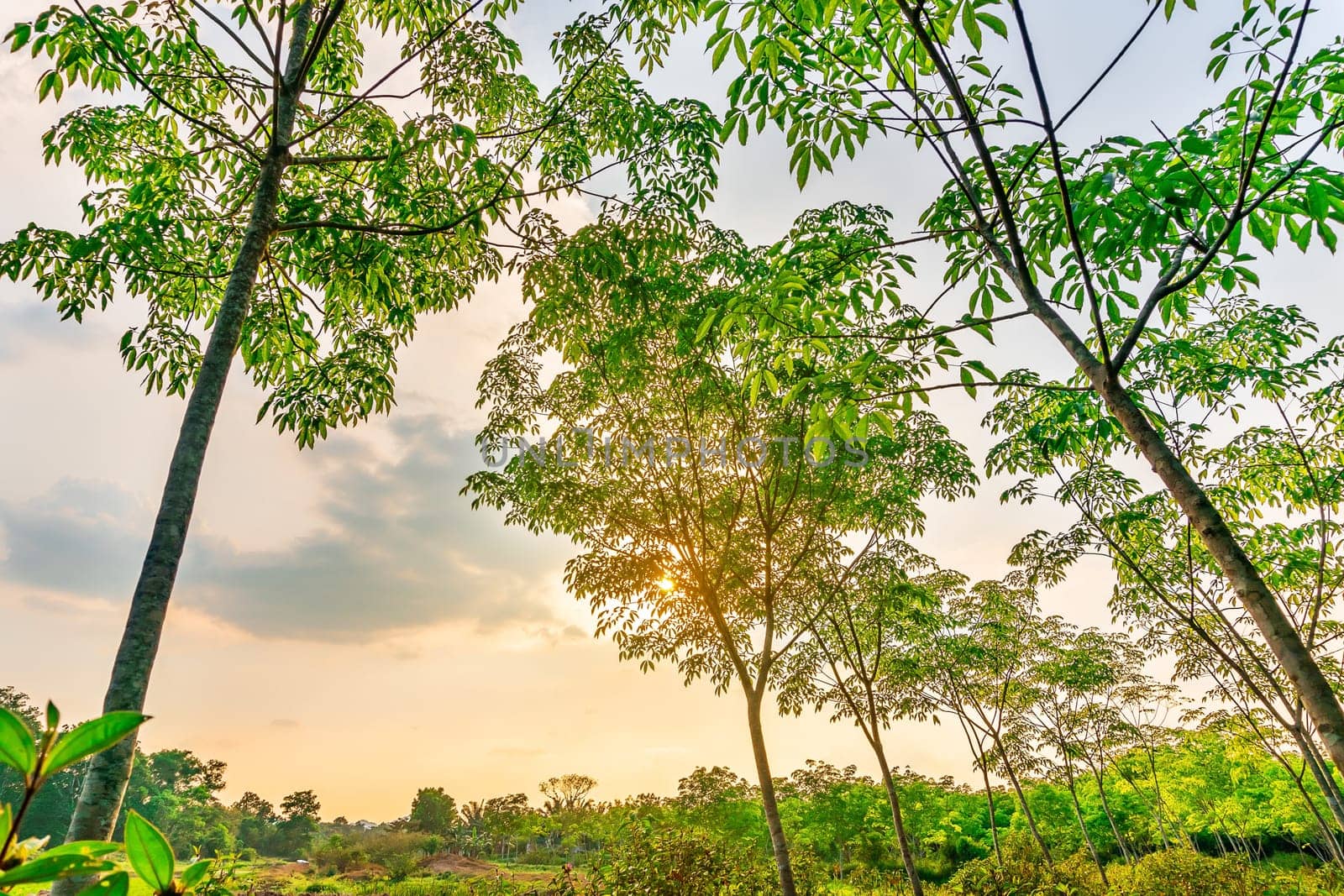 Plantation latrx rubber or para rubber tree or tree rubber with leaves branch in southern Thailand