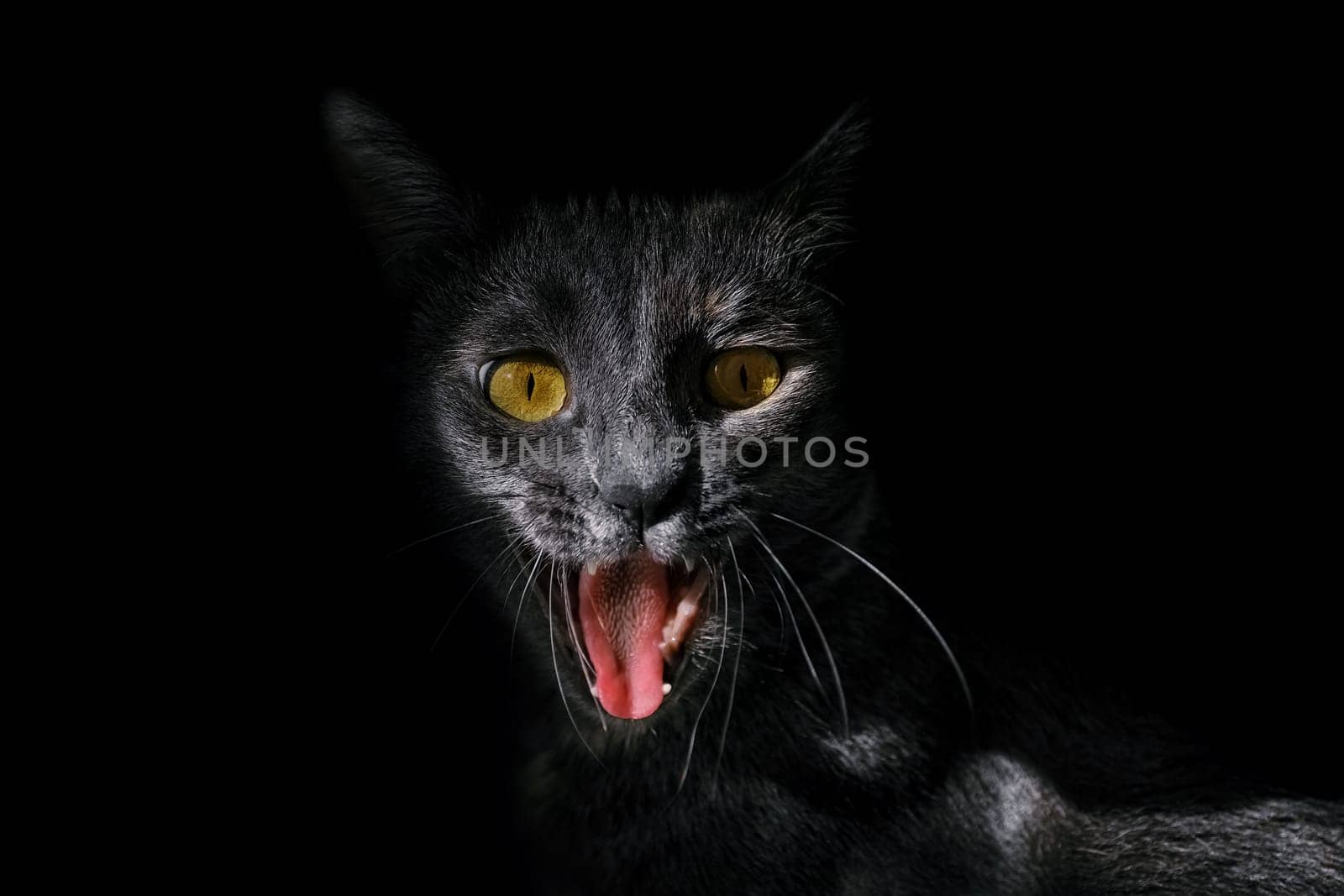 Portrait of an angry cat on a black background