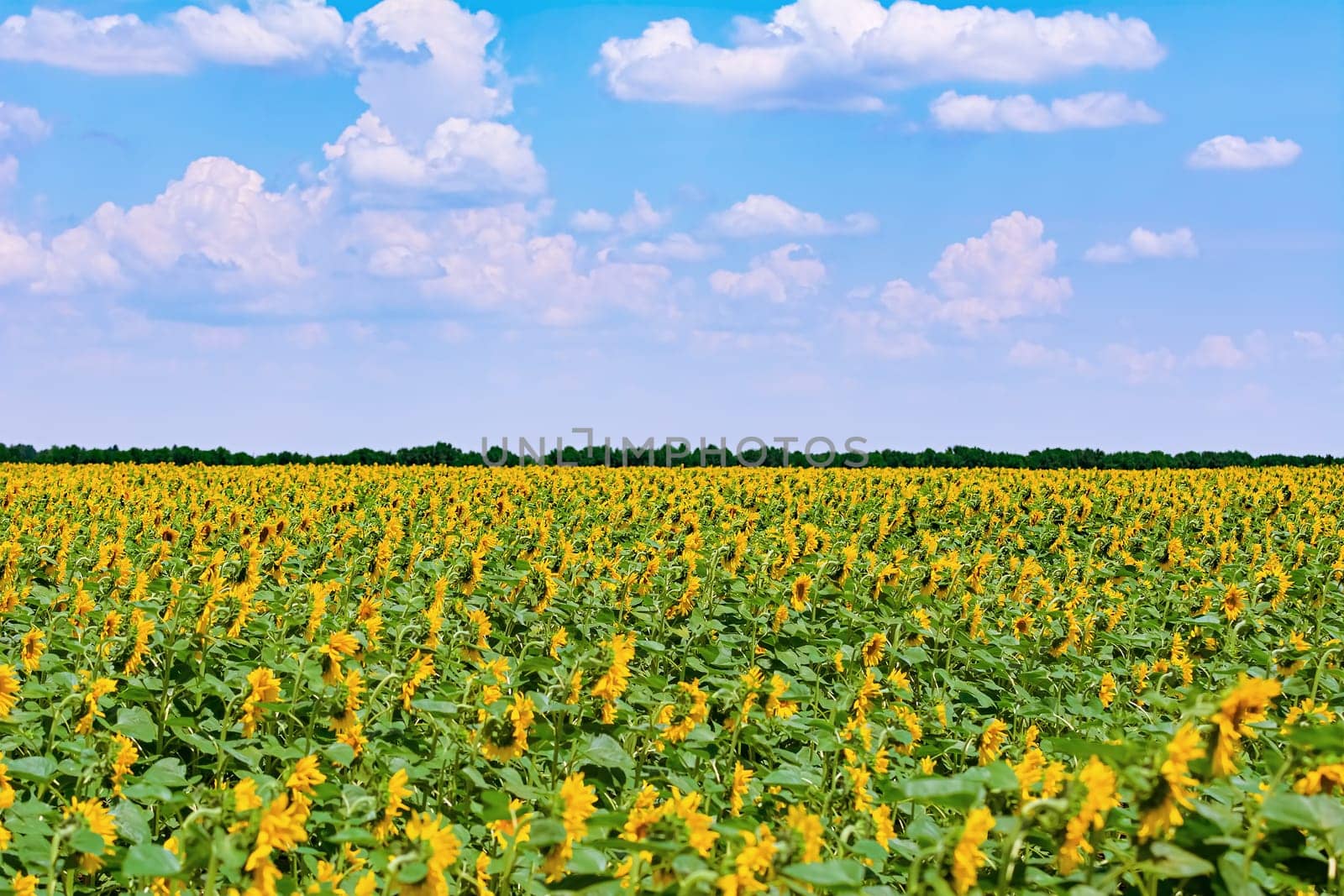 Yellow Sunflowers Field under Cloudy Sky in Bulgaria
