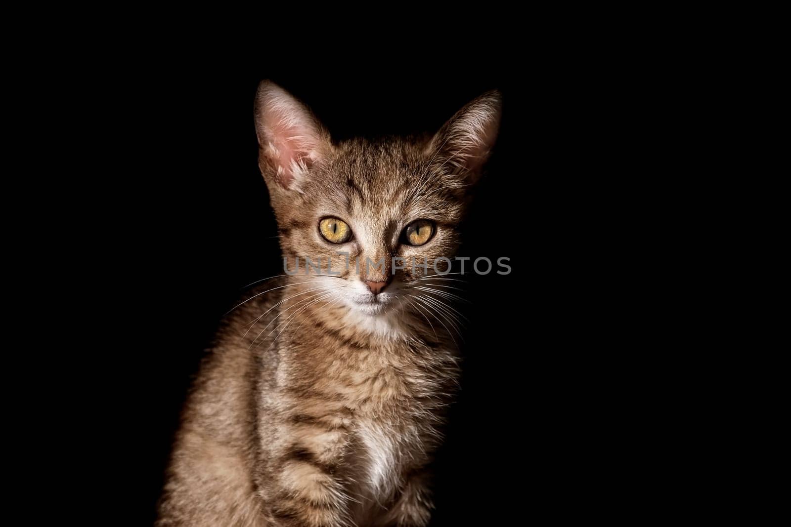 Portraite of Little Outbred Kitten over Black Background