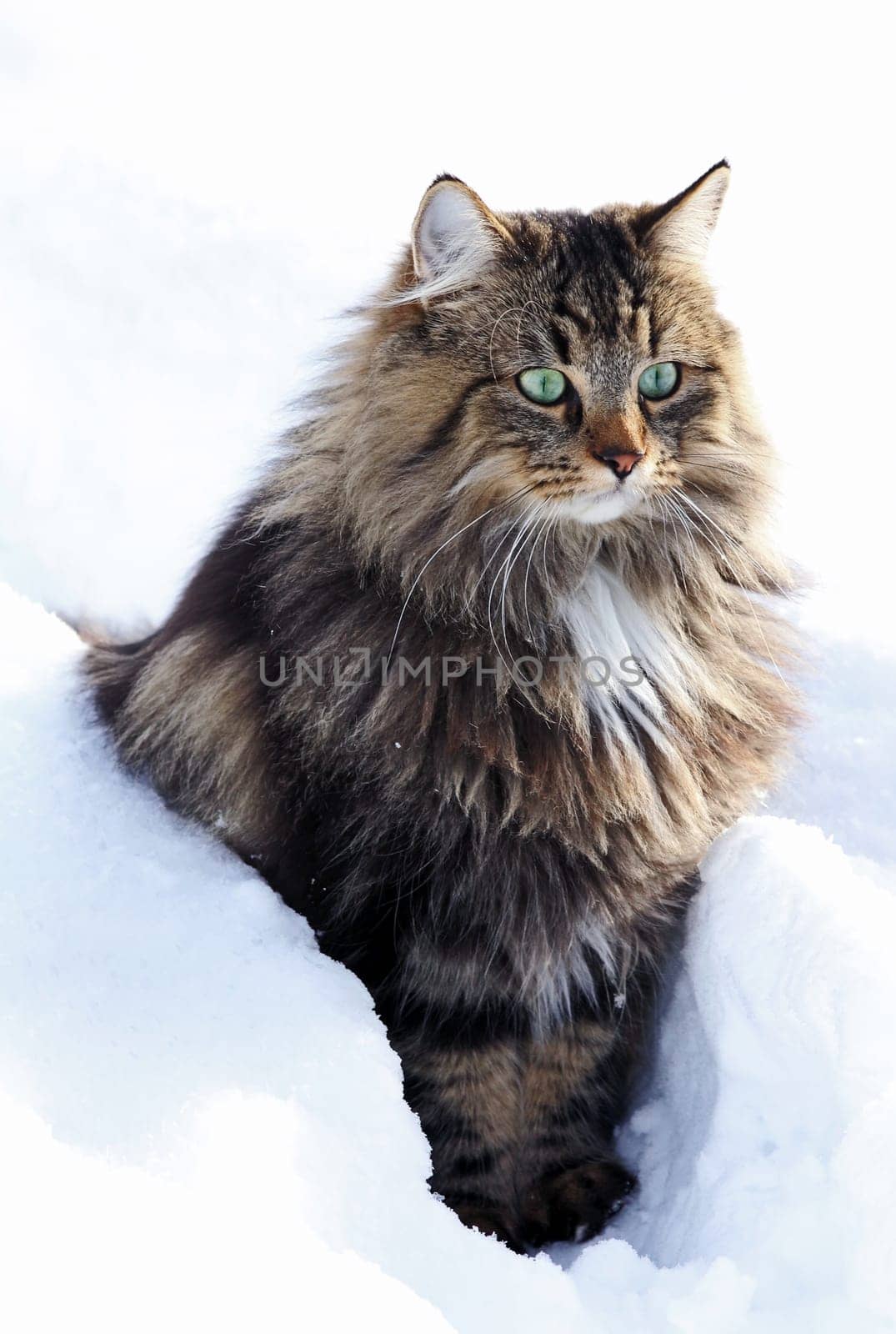 A pretty young brown-black Norwegian Forest Cat in winter in the snow