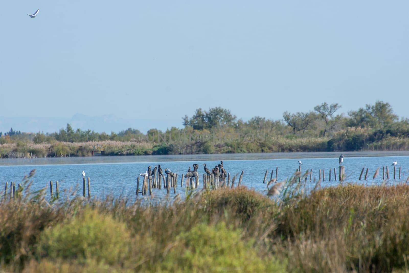 landscape of Camargues in the south of France. Ornithological nature reserve