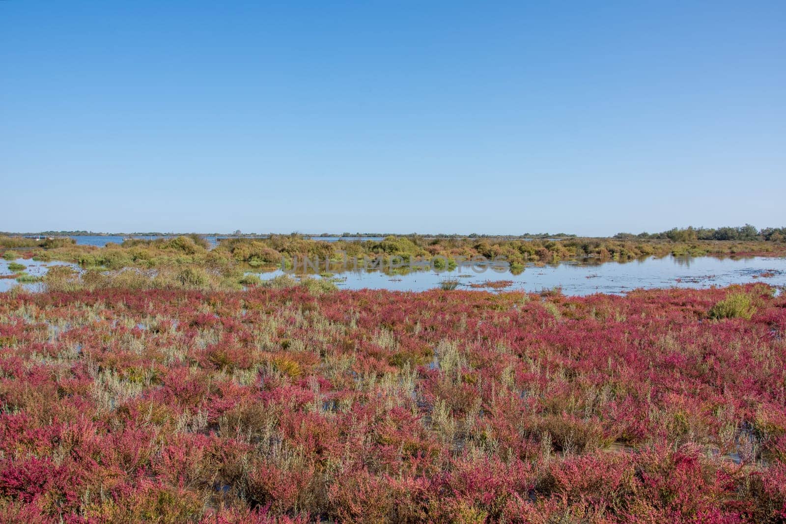 landscape of Camargues in the south of France. Ornithological nature reserve