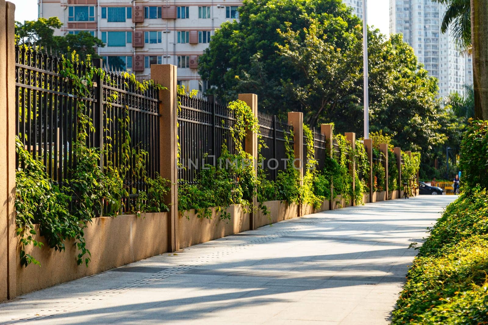 A fence of metal and concrete entwined with ivy along the street in the early morning, Shenzhen, China