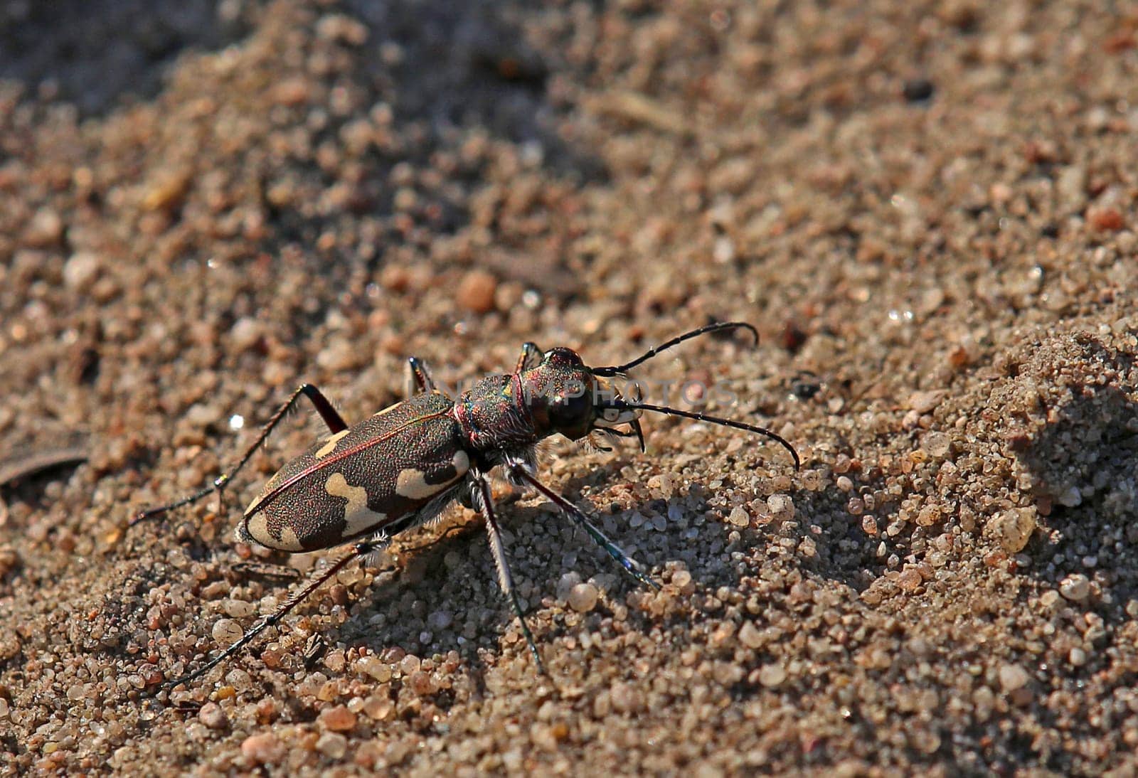Dune ground beetle Cicindela hybrida from the Sandhausen inland dune
