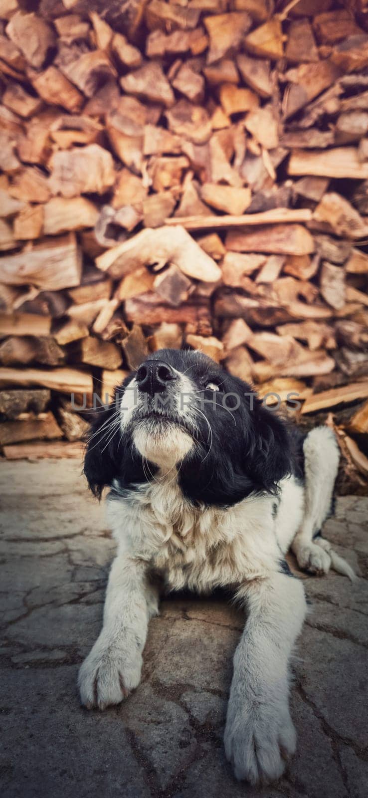 Close up vertical portrait of adorable black and white furry puppy looking up curious as laying down outdoors over a stack of logs background with copy space. Cute pet, obedient dog, best friend.