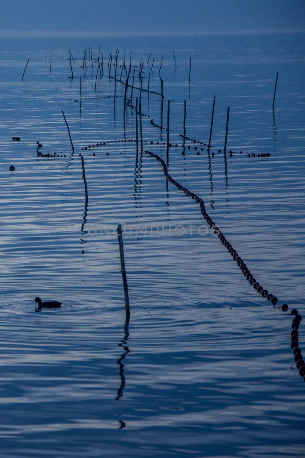 landscape of Camargues in the south of France. Ornithological nature reserve