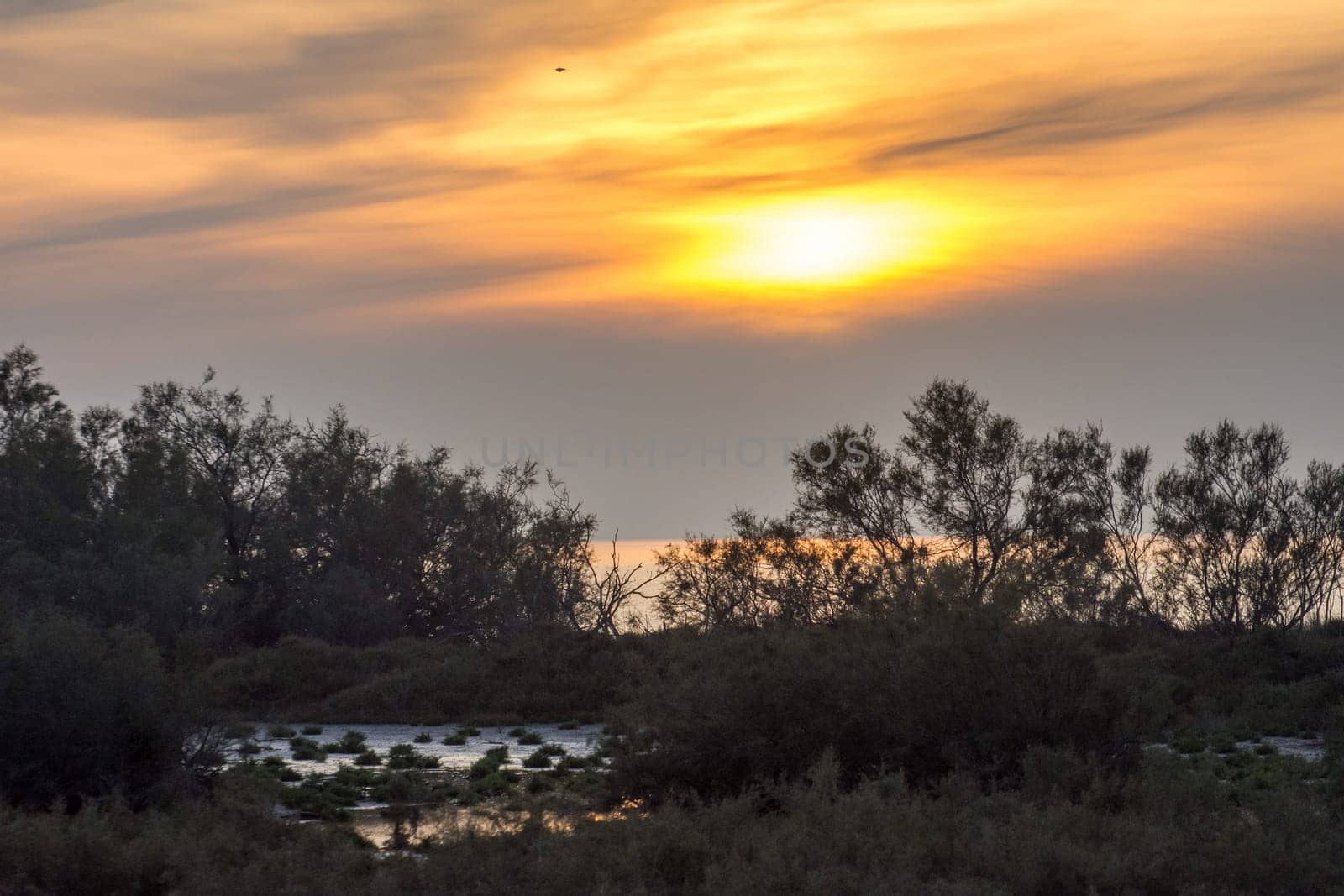 landscape of Camargues in the south of France. Ornithological nature reserve