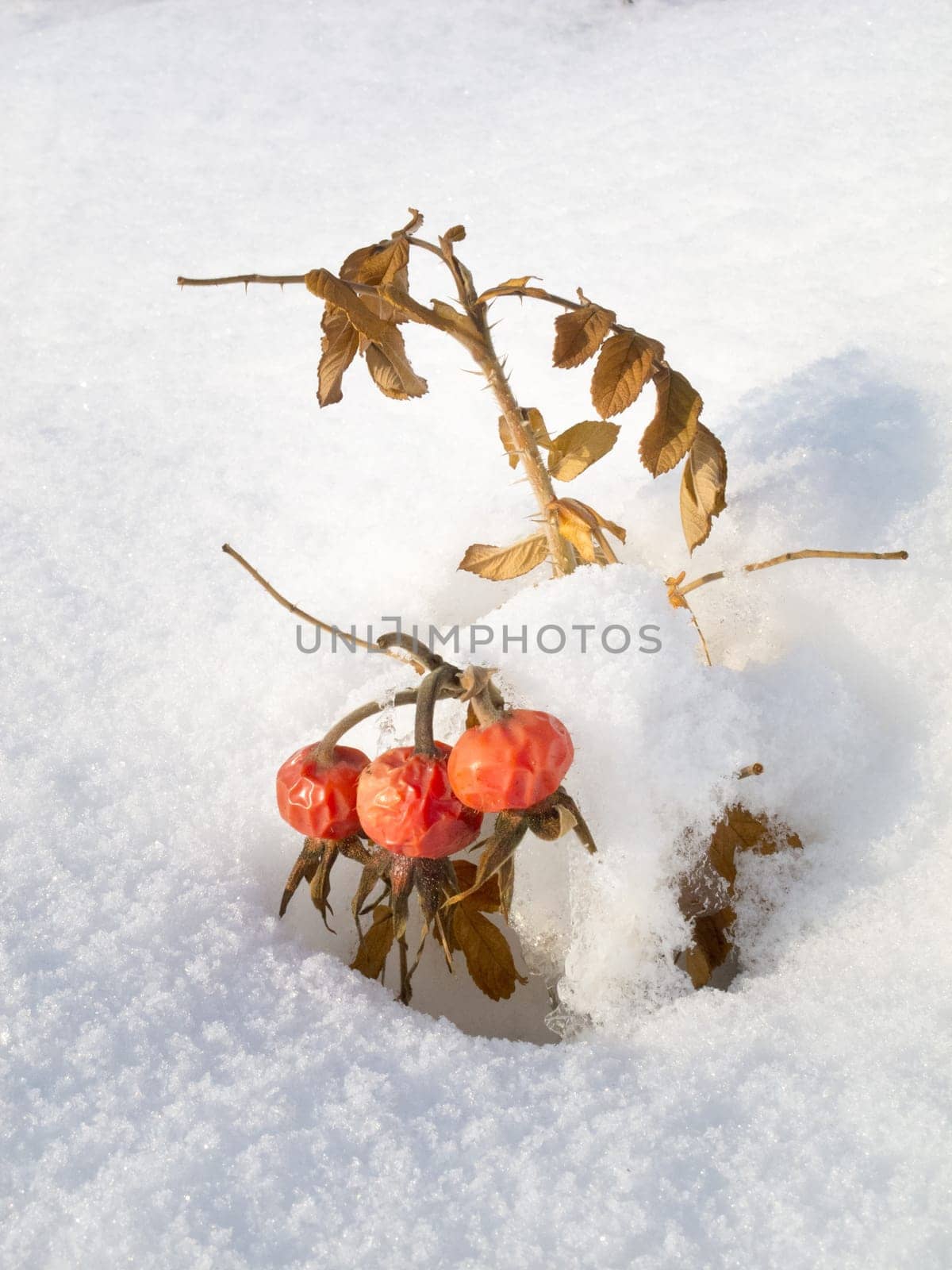 Three frozen rose hips in the snow