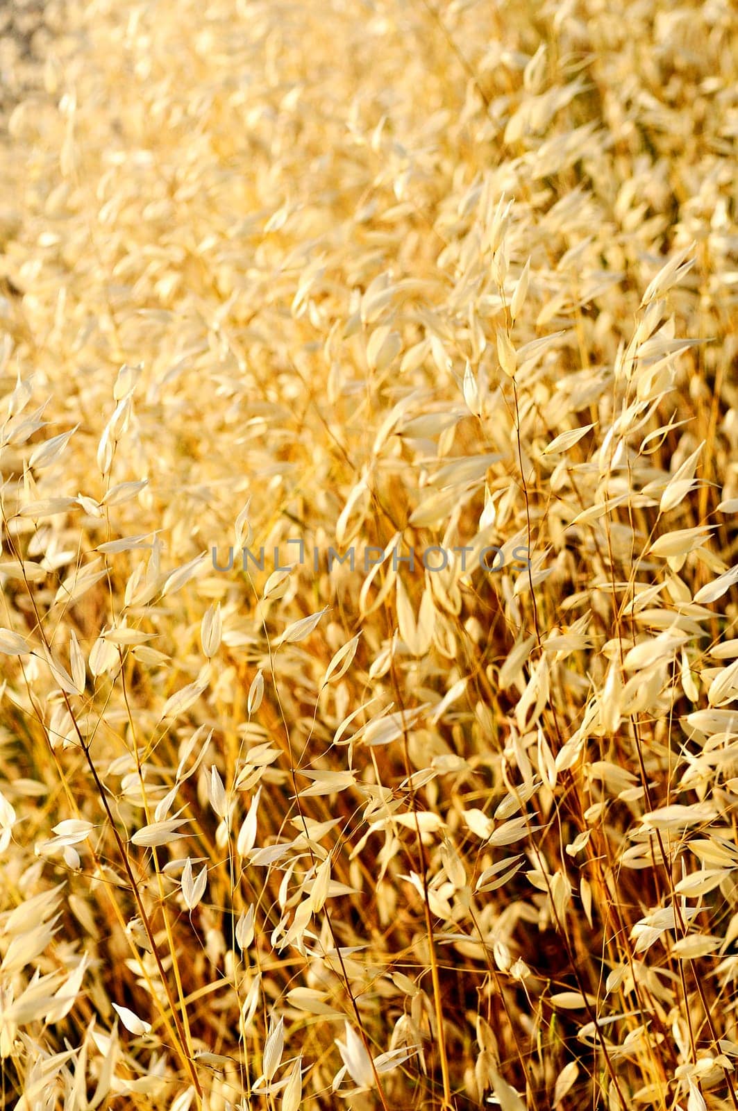 Oat field on summer day.