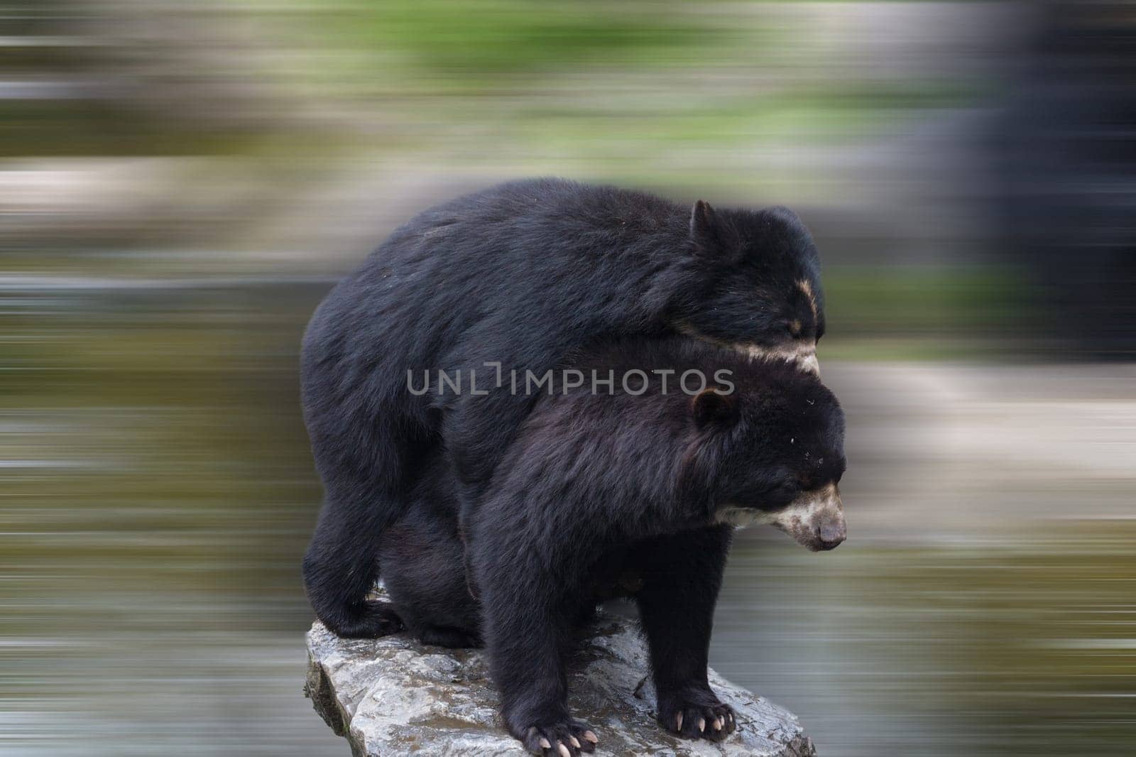 Two beautiful bears hug each other and play together