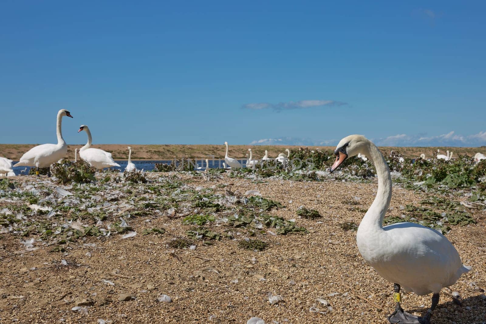 DORSET, ABBOTSBURY, UK - AUGUST 15, 2017: Flock of swans during feeding time at Abbotsbury swannery in Dorset, United Kingdom.