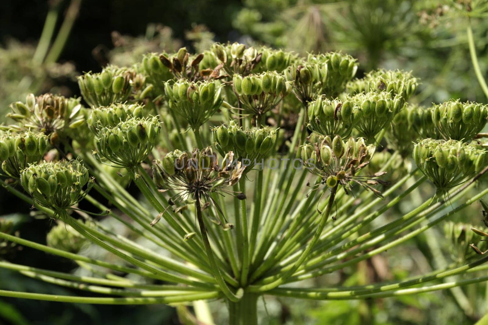 Herculean perennial