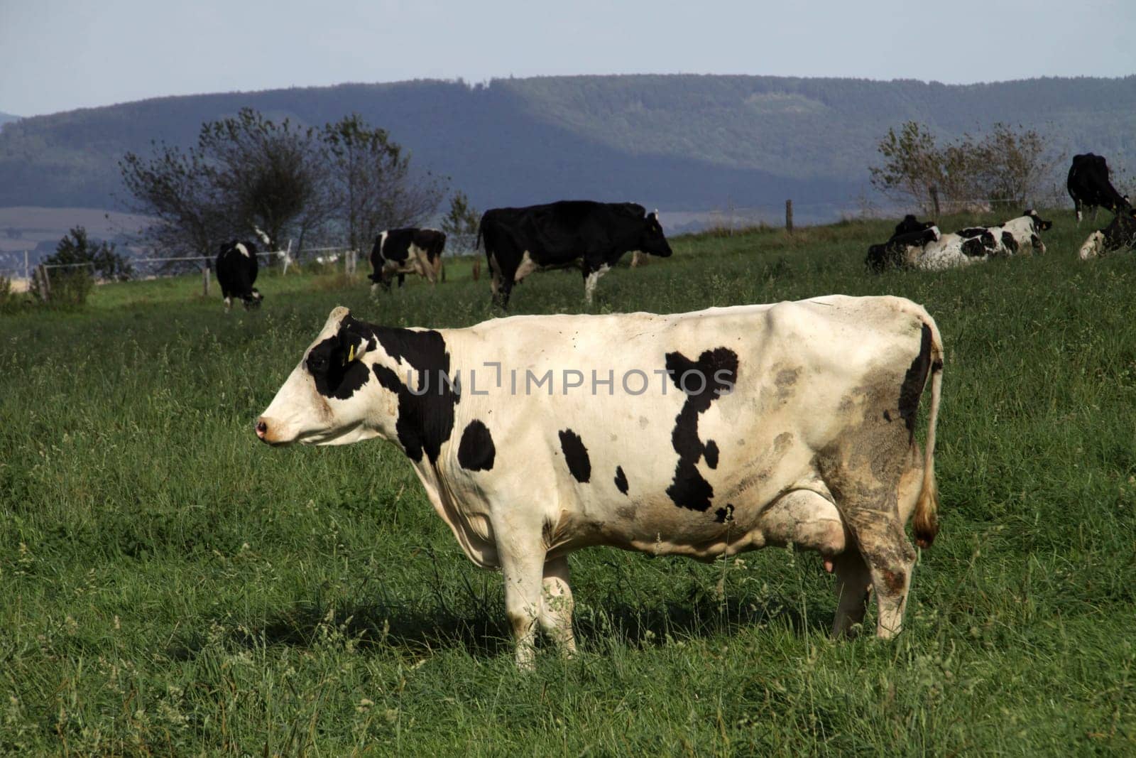 Cows in a pasture