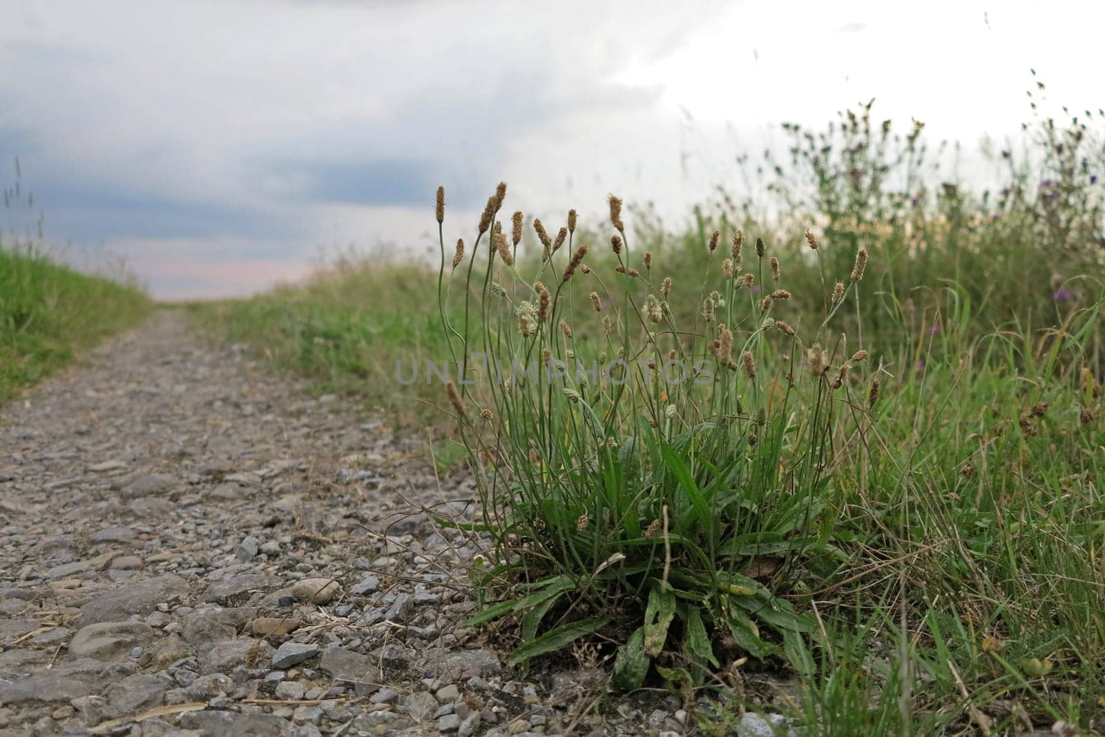 Spitzwegerich at the edge of the road
