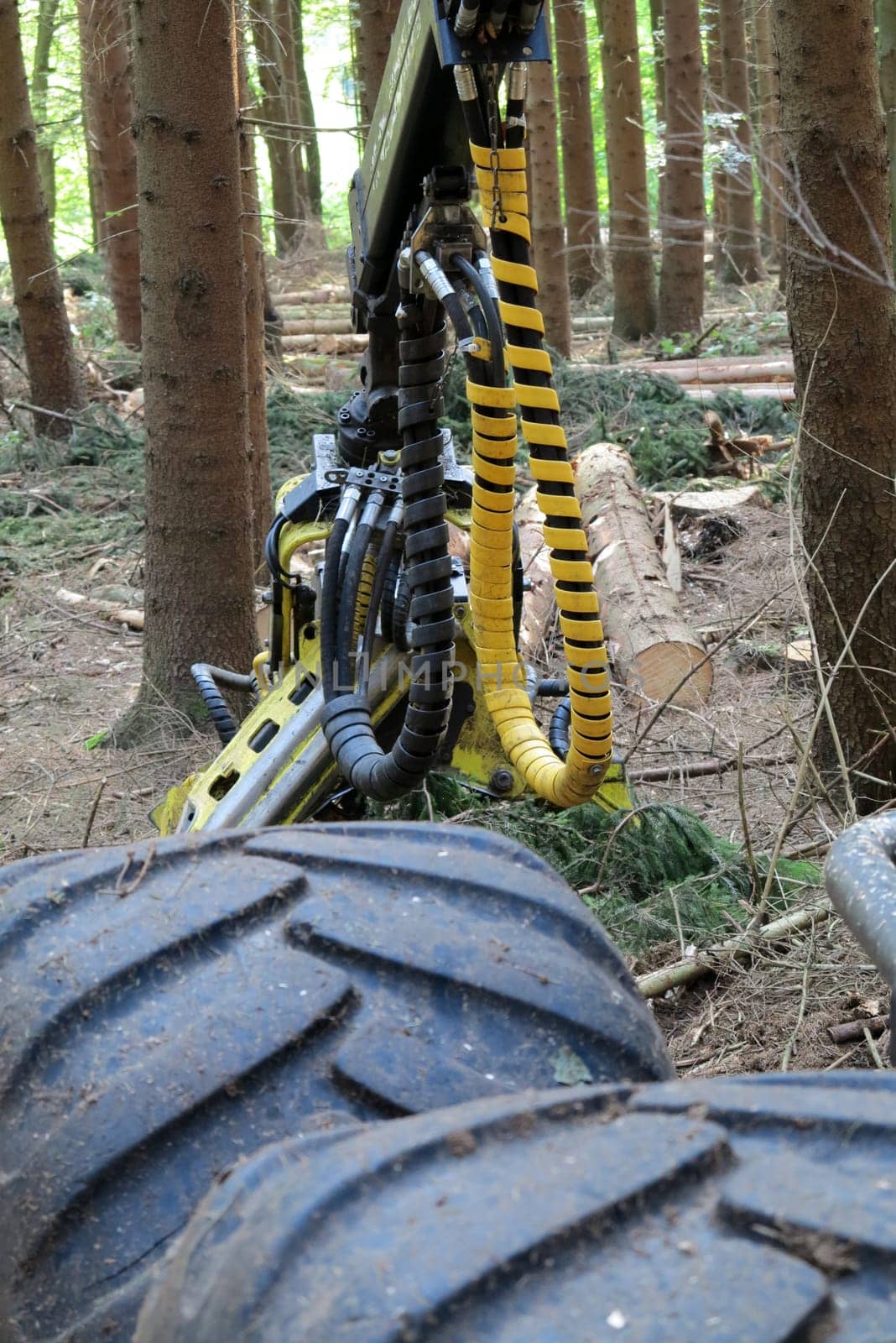 Wood harvesting machine in the forest