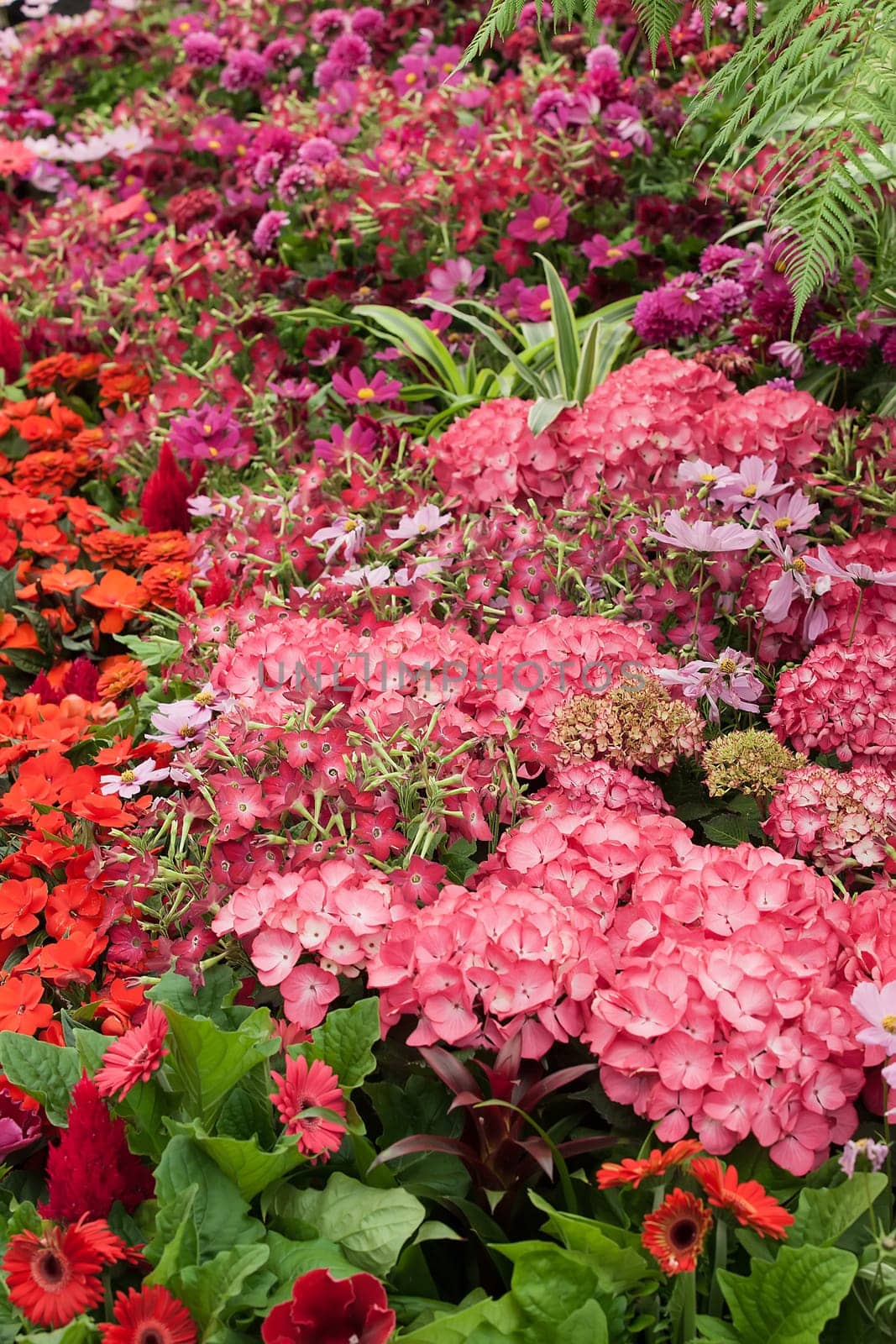 Summer flowers in full bloom with red and pink display