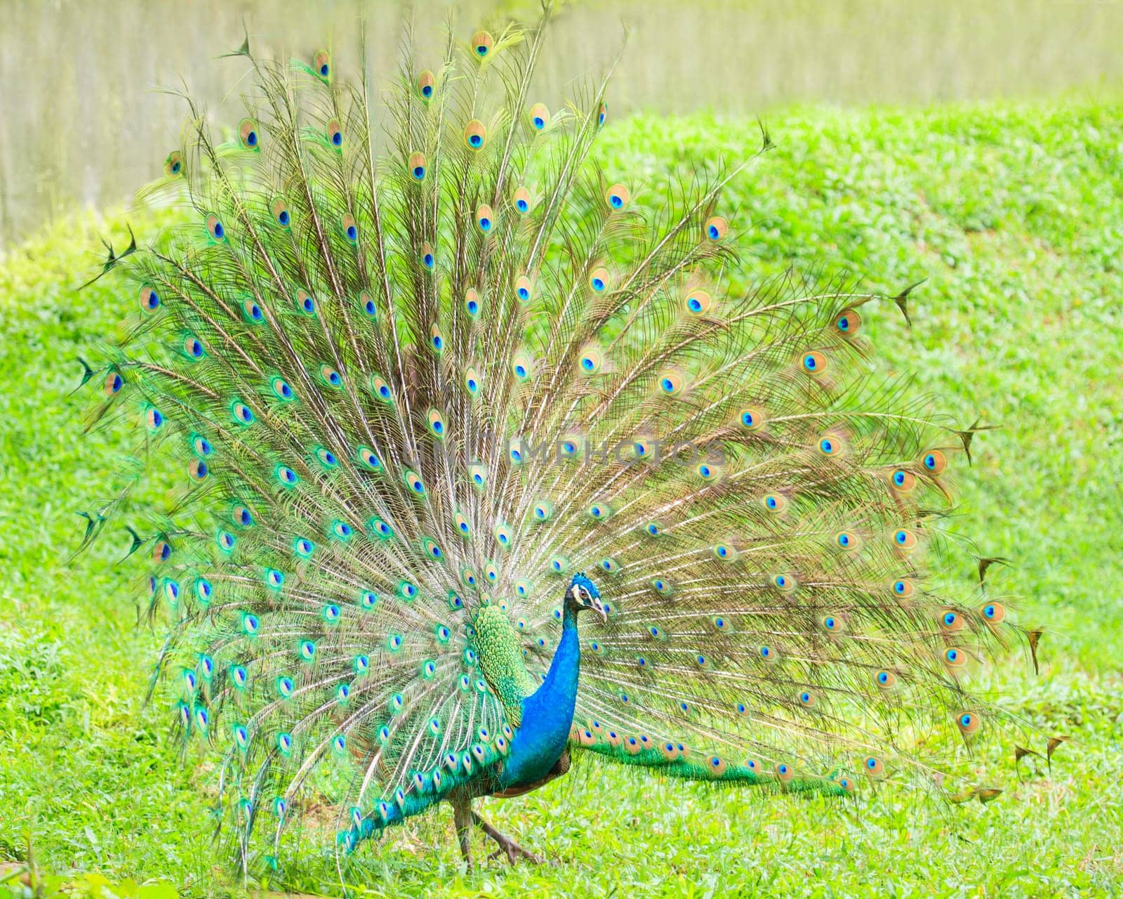 The Indian peafowl male displaying