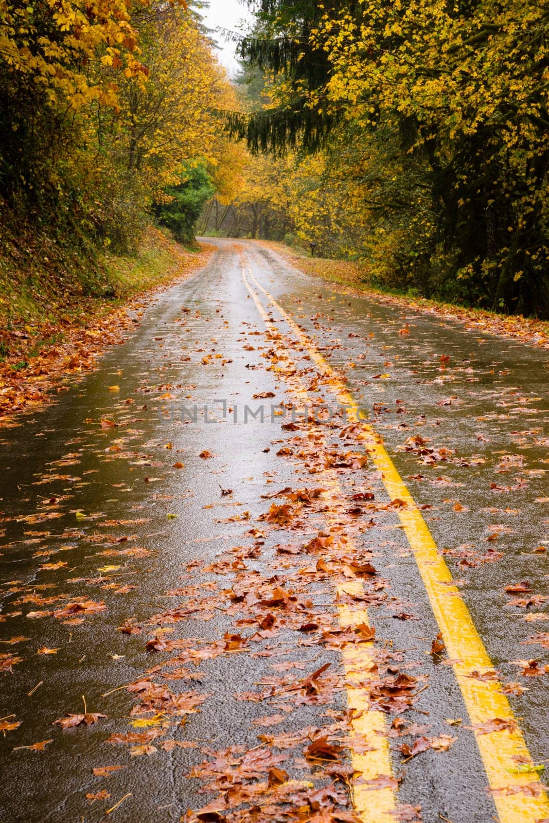 The road looks slippery in the poring rain Oregon Highway