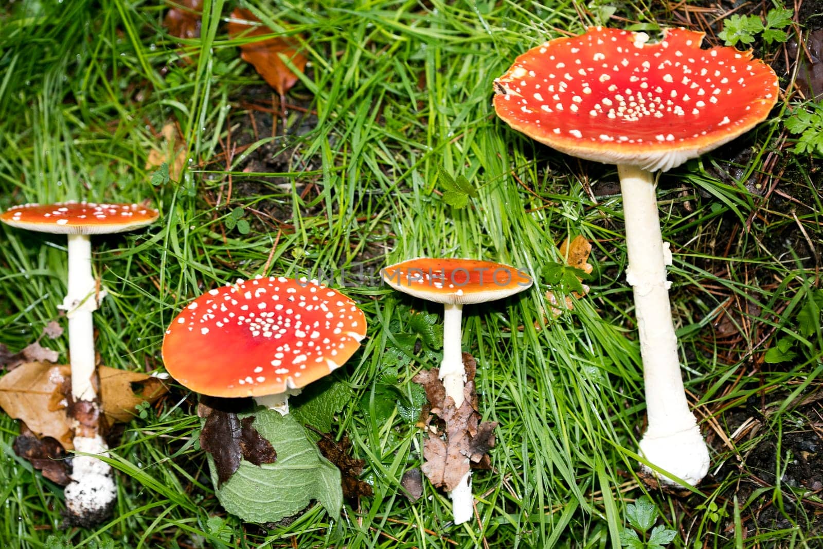 Magic mushroom amanita muscaria fly agaric super quality fifty megapixels prints
