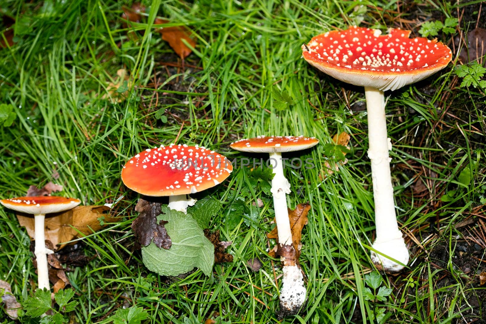 Magic mushroom amanita muscaria fly agaric super quality fifty megapixels prints