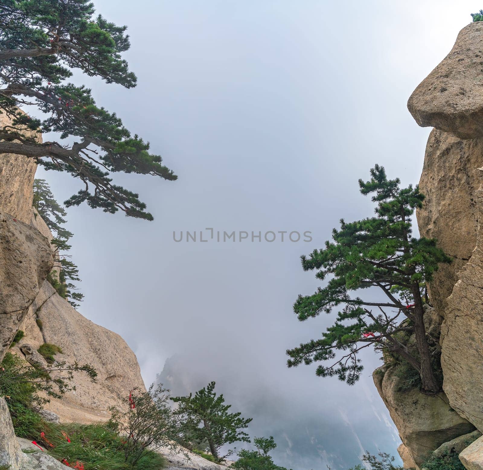 The pine trees growing on the precipice of the inspiring, sacred and majestic Huashan mountain, famous tourist attractions, Shaanxi province, China