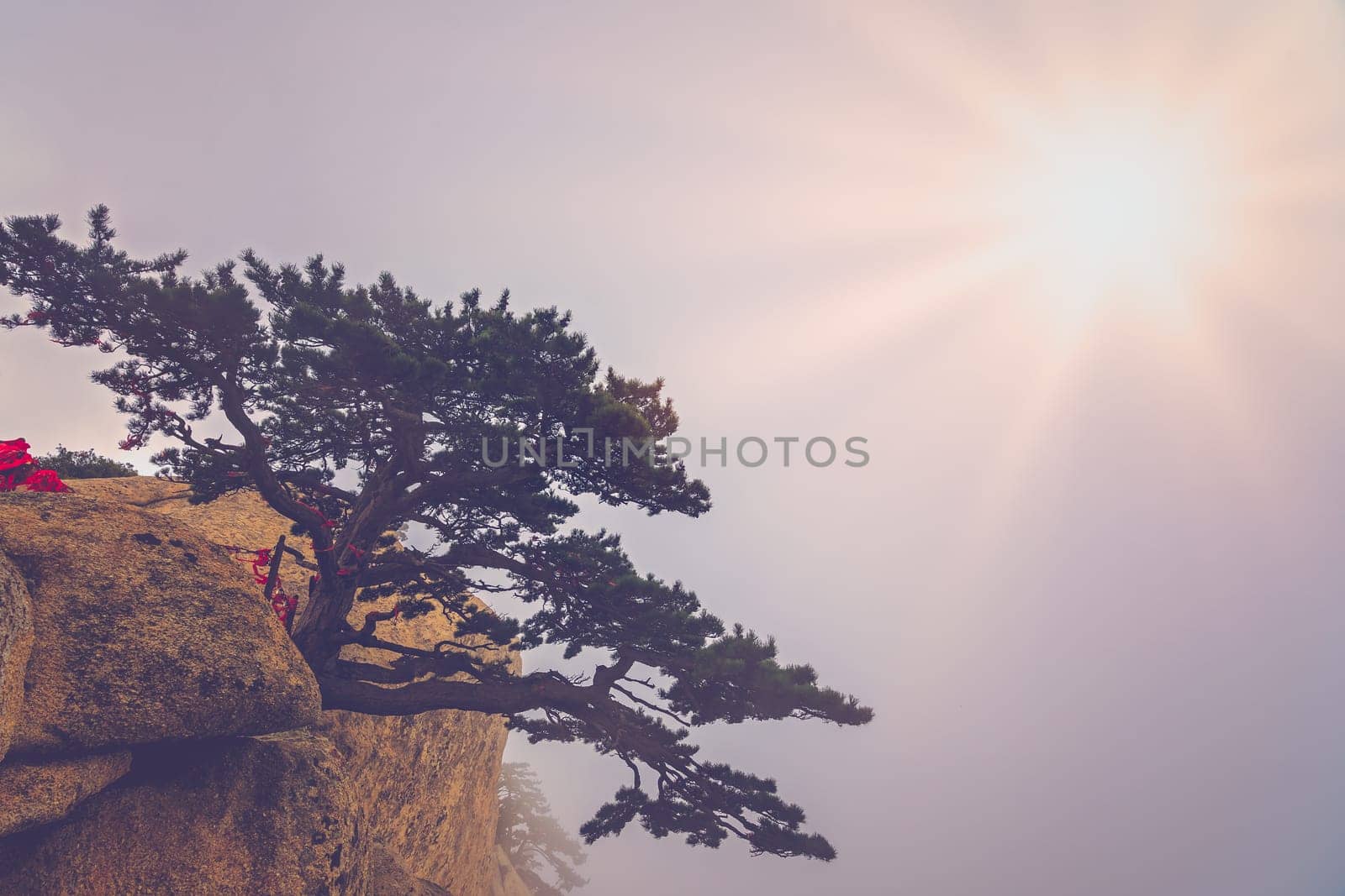 The lonely pine tree growing on the precipice of the inspiring, sacred and majestic Huashan mountain, famous tourist attractions, Shaanxi province, China