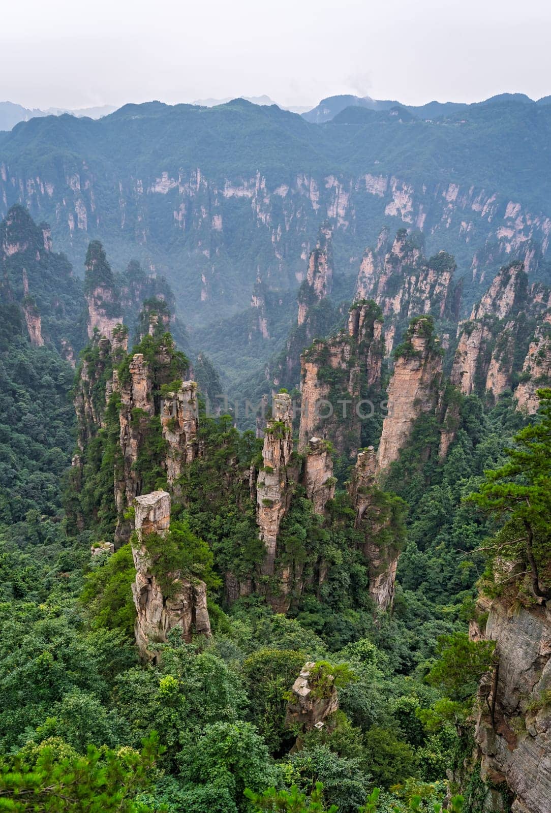 Vertical view of the stone pillars of Tianzi mountains in Zhangjiajie National park which is a famous tourist attraction, Wulingyuan, Hunan Province, China