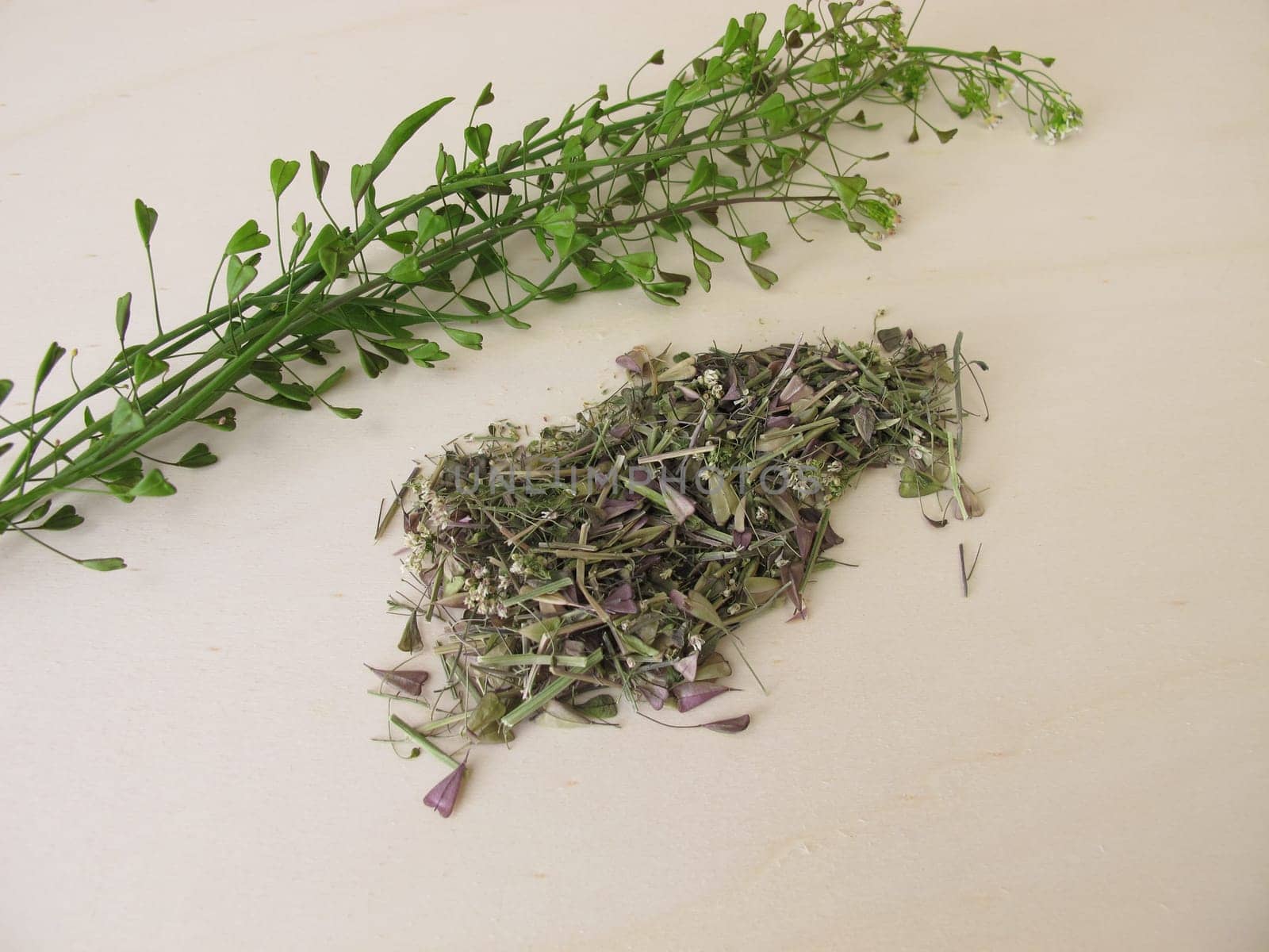 Dried shepherds purse herbs for herbal tea
