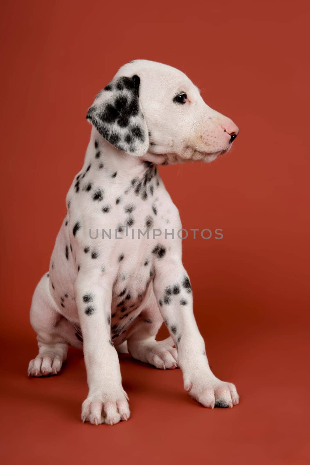 Dalmatian (Canis lupus familiaris),sedentary,puppy,6 weeks,Austria