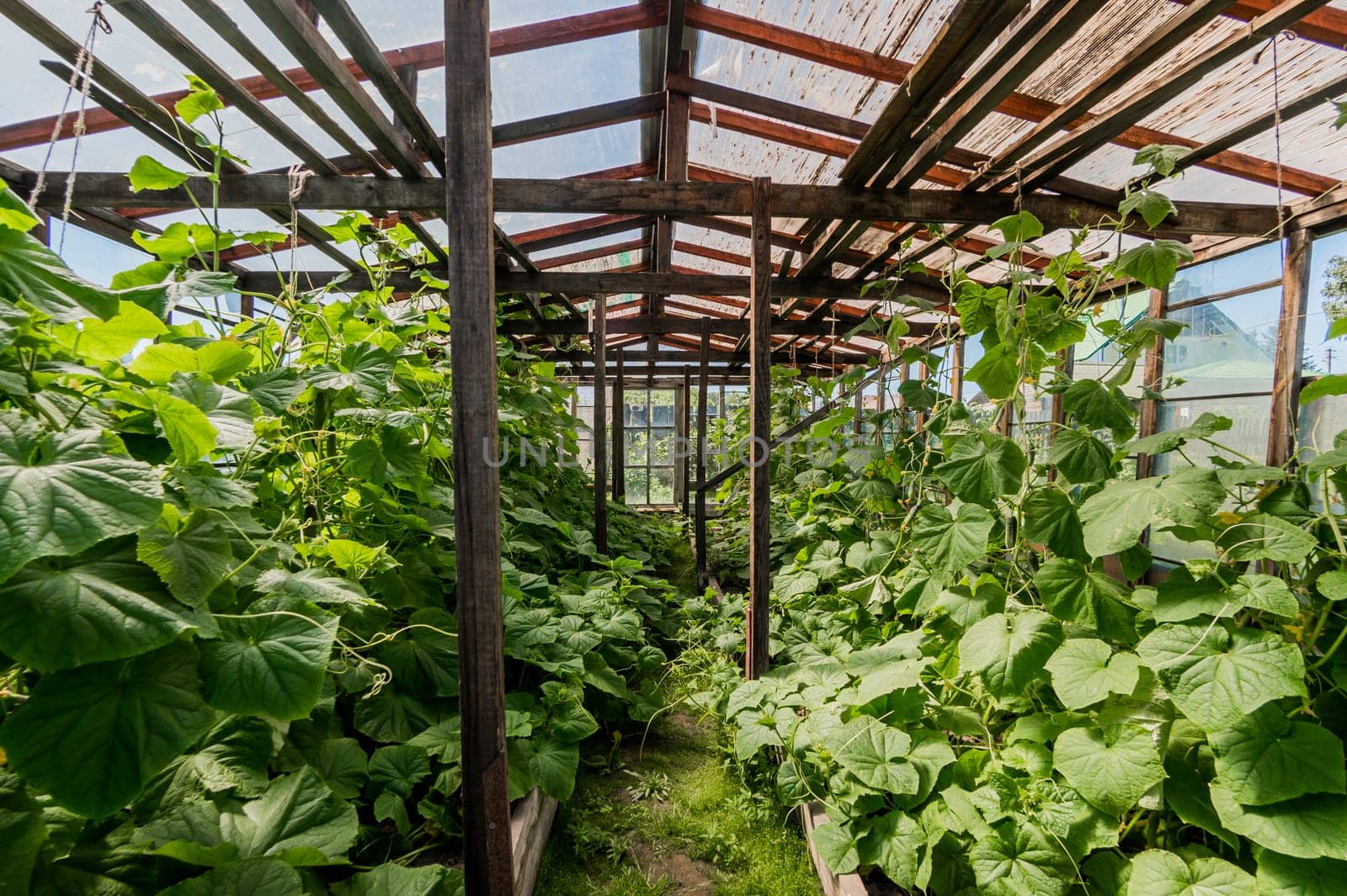 Growing crops in the garden. farm, garden crop. greenhouse in the village.