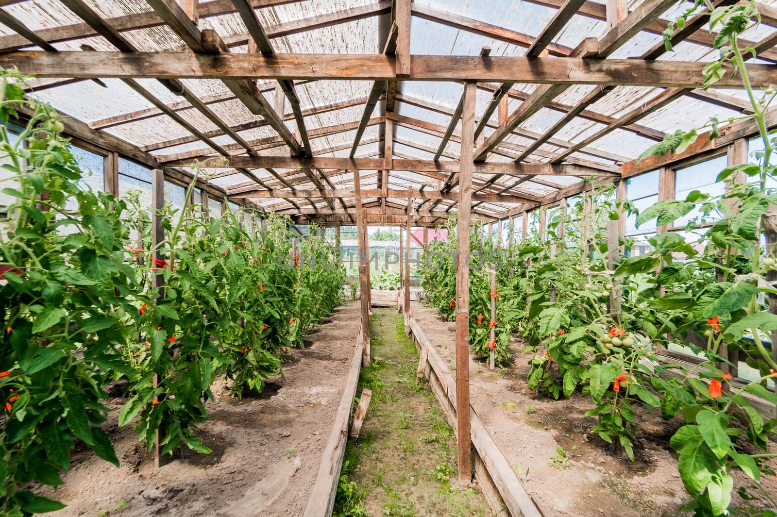 Growing crops in the garden. farm, garden crop. greenhouse in the village.
