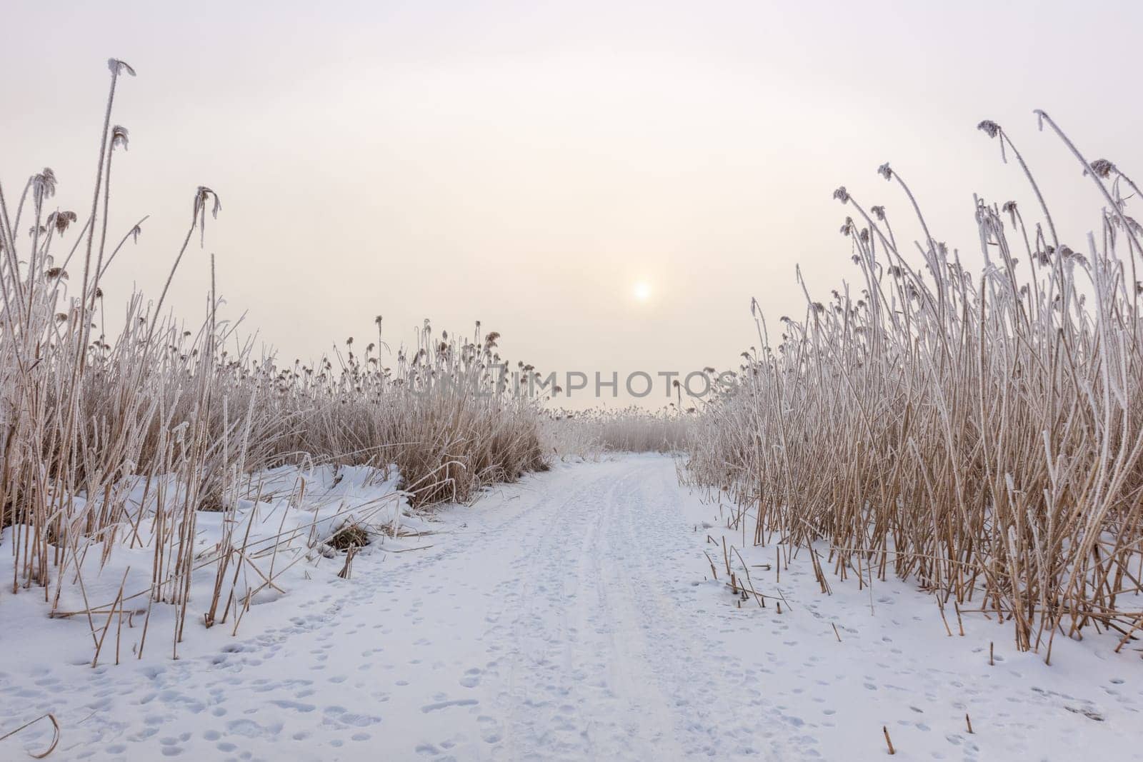 lake in winter. Location: Comana Natural Park, Romania.