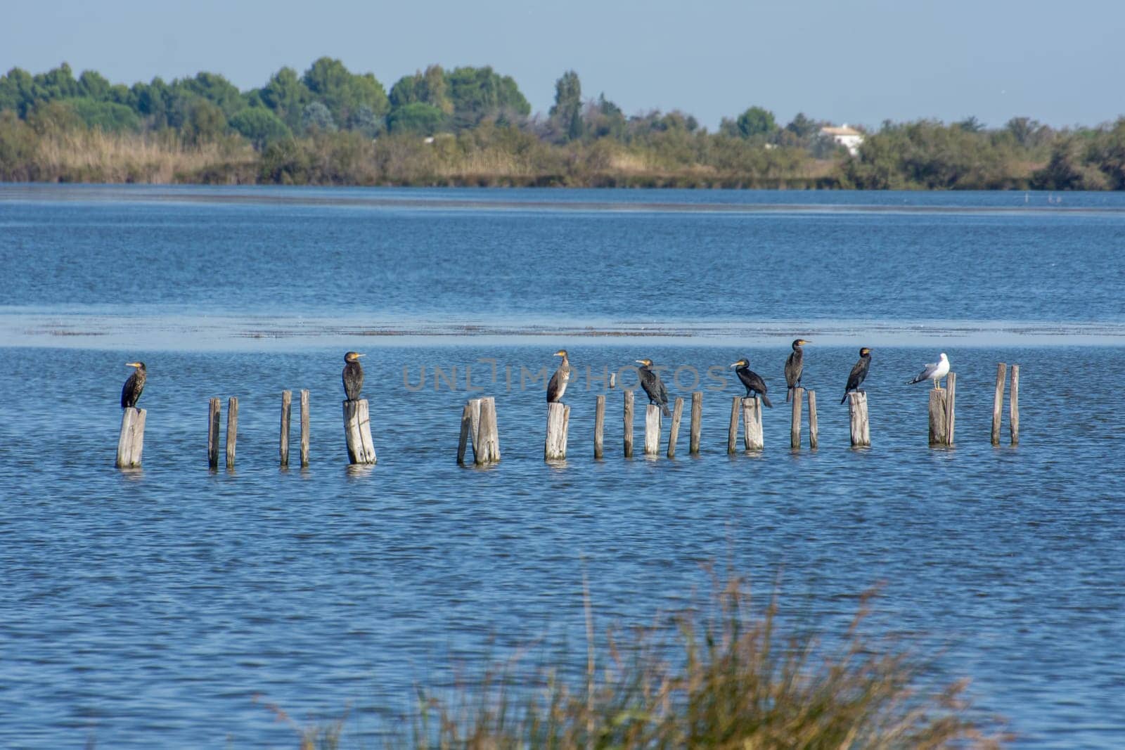 landscape of Camargues in the south of France. Ornithological nature reserve