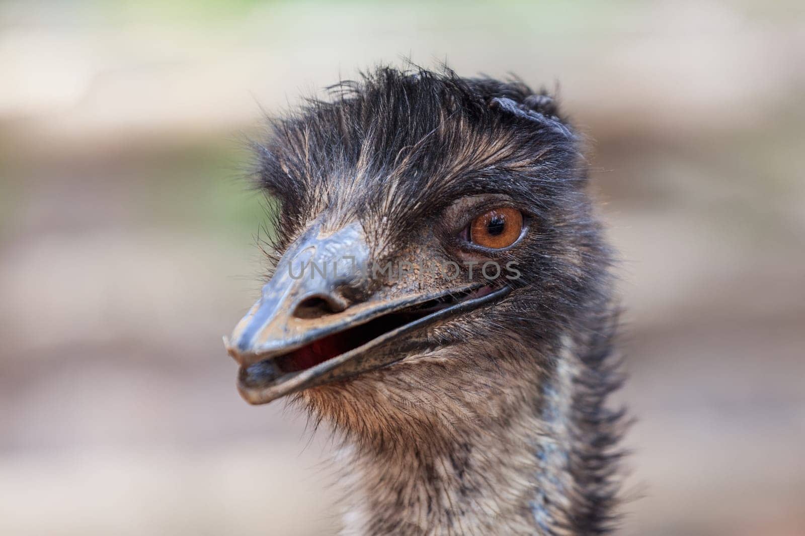 close up ostrich head (struthio camelus) in Loro Park. Tenerife, Spain
