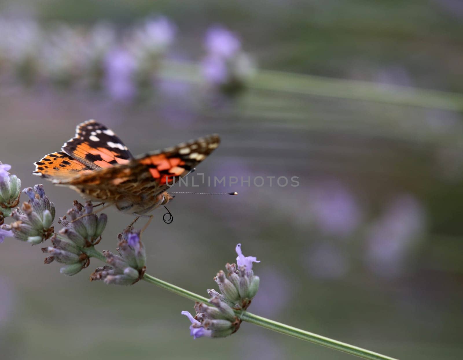 Vanessa cardui