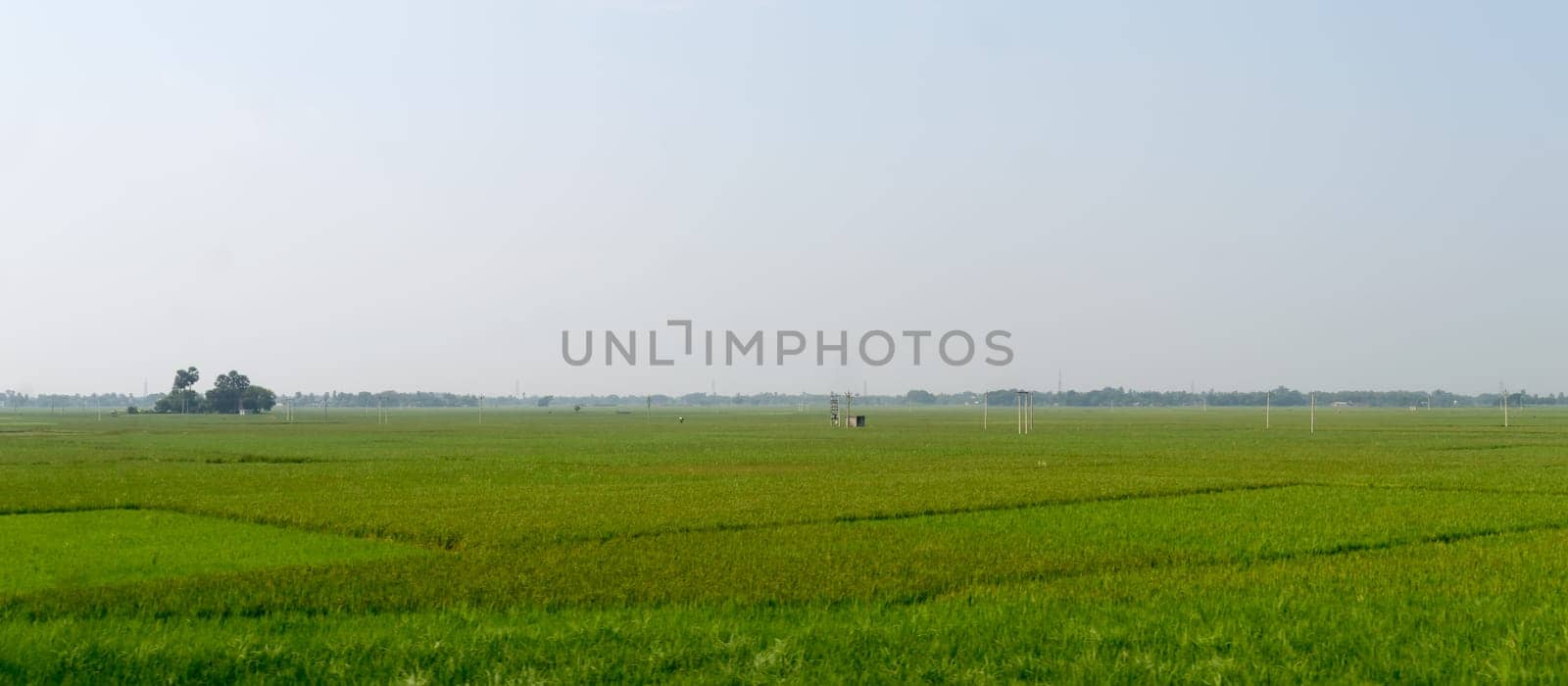 Horizon over Agricultural field and green spring meadow. Countryside farmland with Rice paddy. Agriculture greenery with food crop. Rural village India at summer. Rectangular Panorama landscape view.